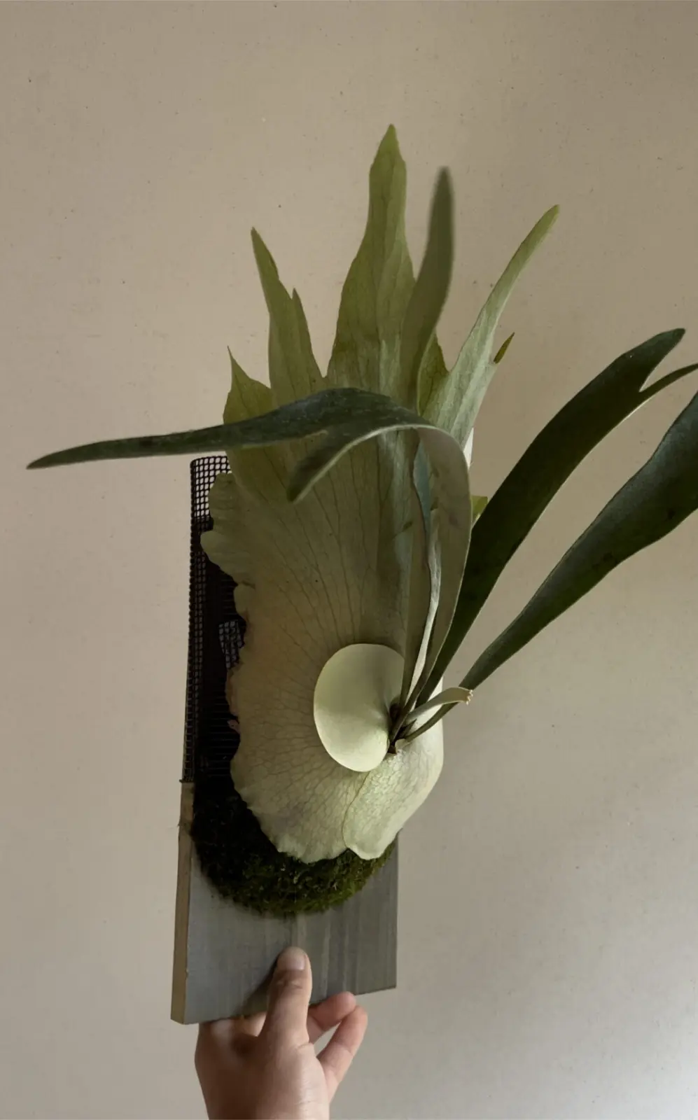 ビカクシダ　ベイチーロング