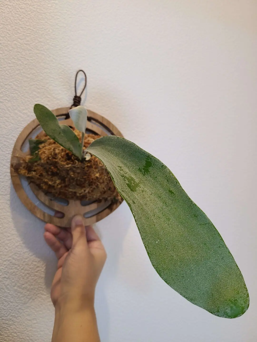 オモ ホワイトラヴァー