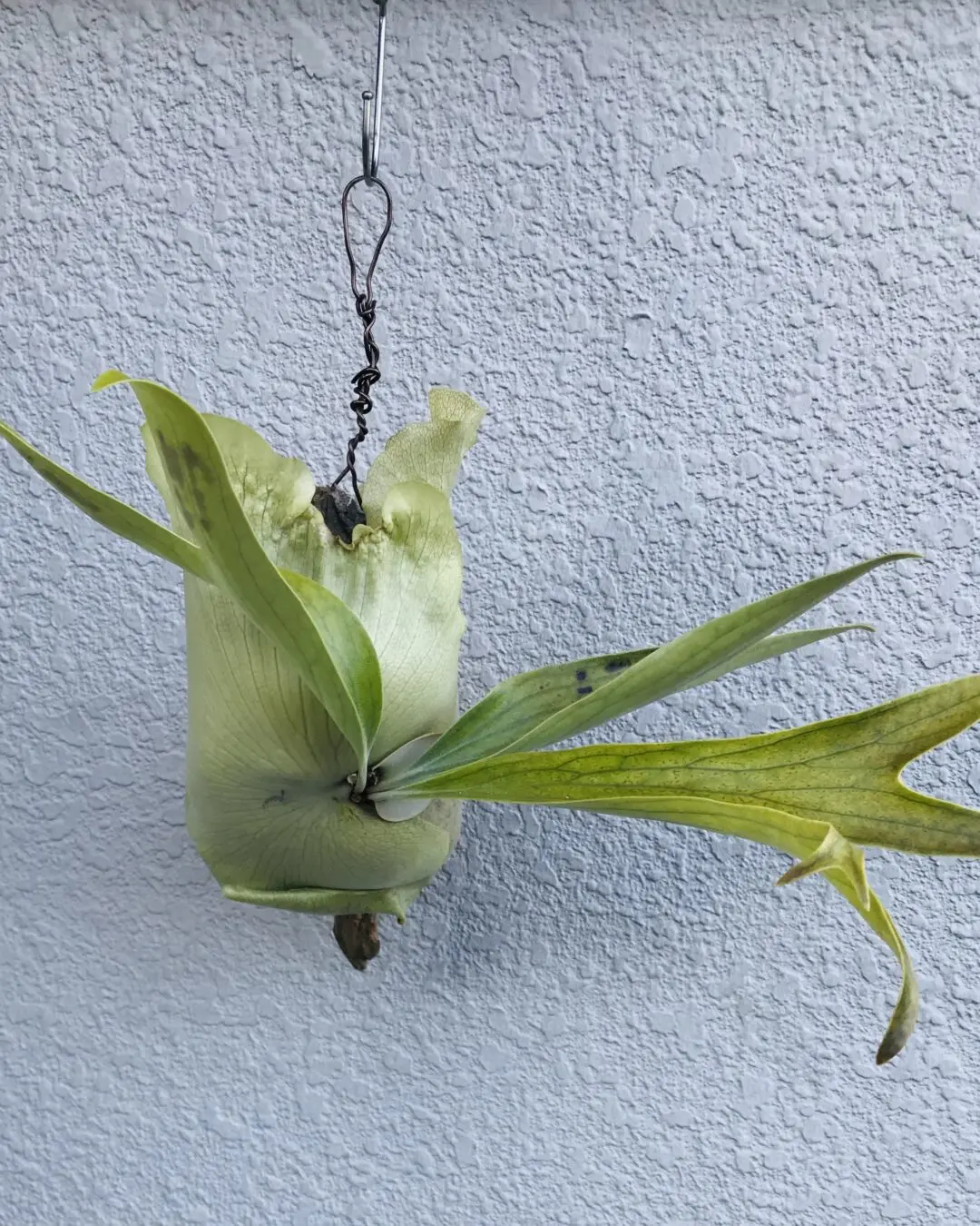 ビカクシダ 札落ち