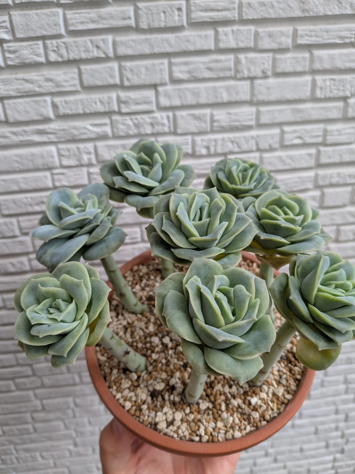 多肉植物 エケベリア ラブリーローズ