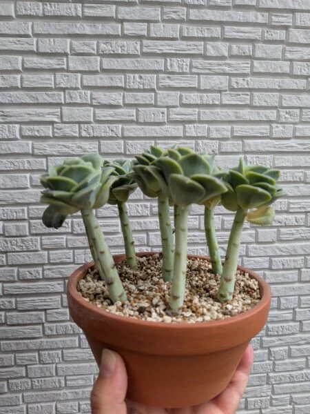 多肉植物　エケベリア　ラブリーローズ