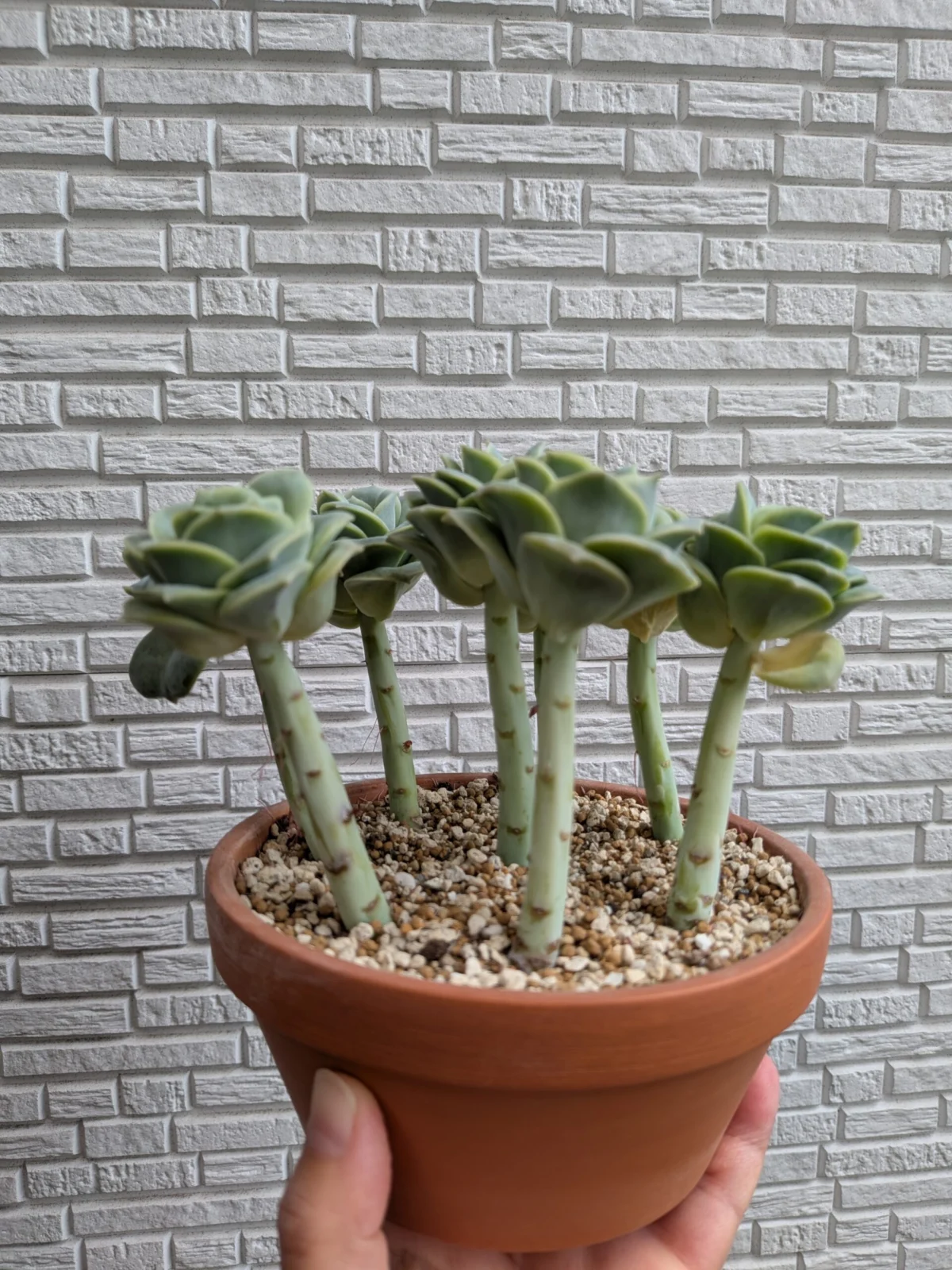 多肉植物 エケベリア ラブリーローズ