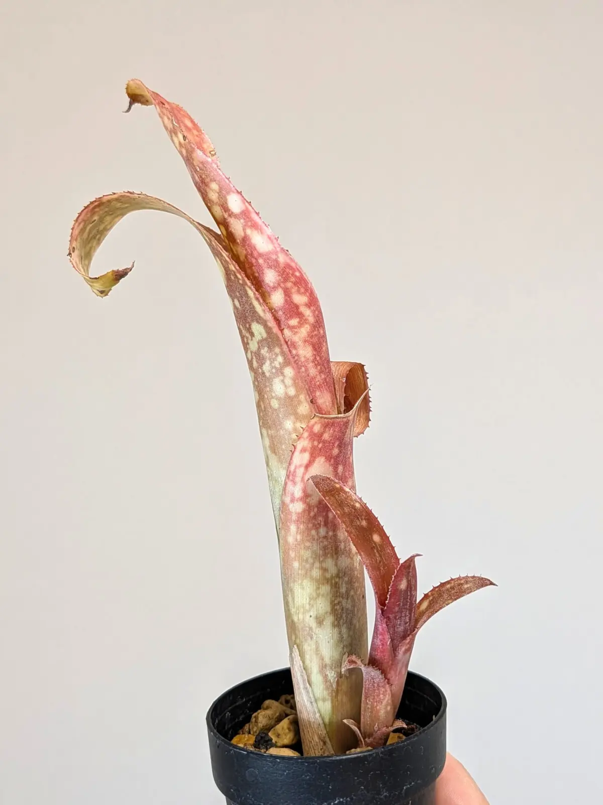 ビルベルギア パニオロ