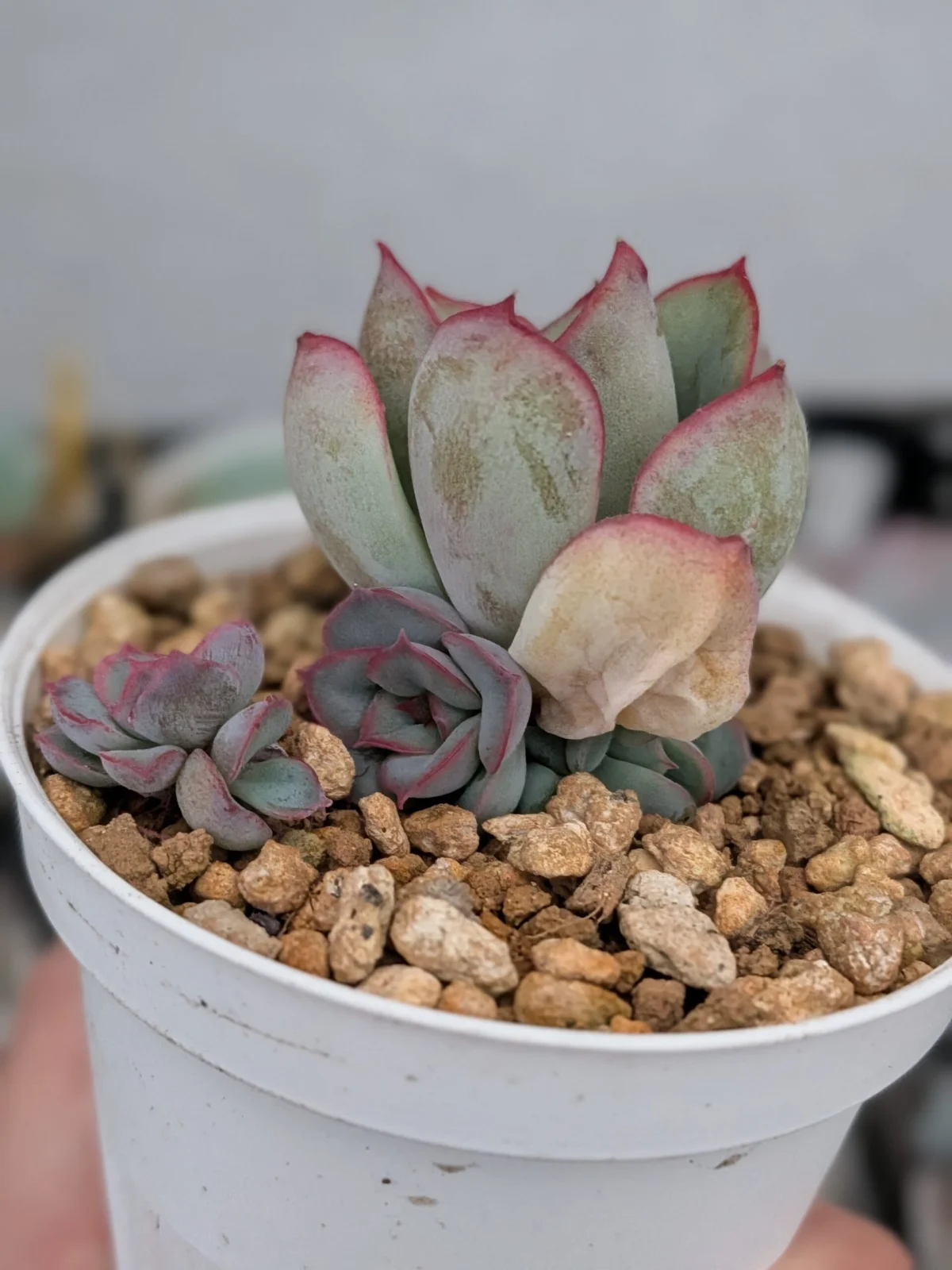 多肉植物 エケベリア ヘラクレス DAISO