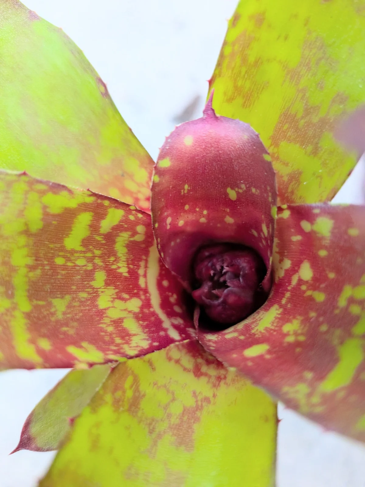 ネオレゲリア　リリープー　蕾