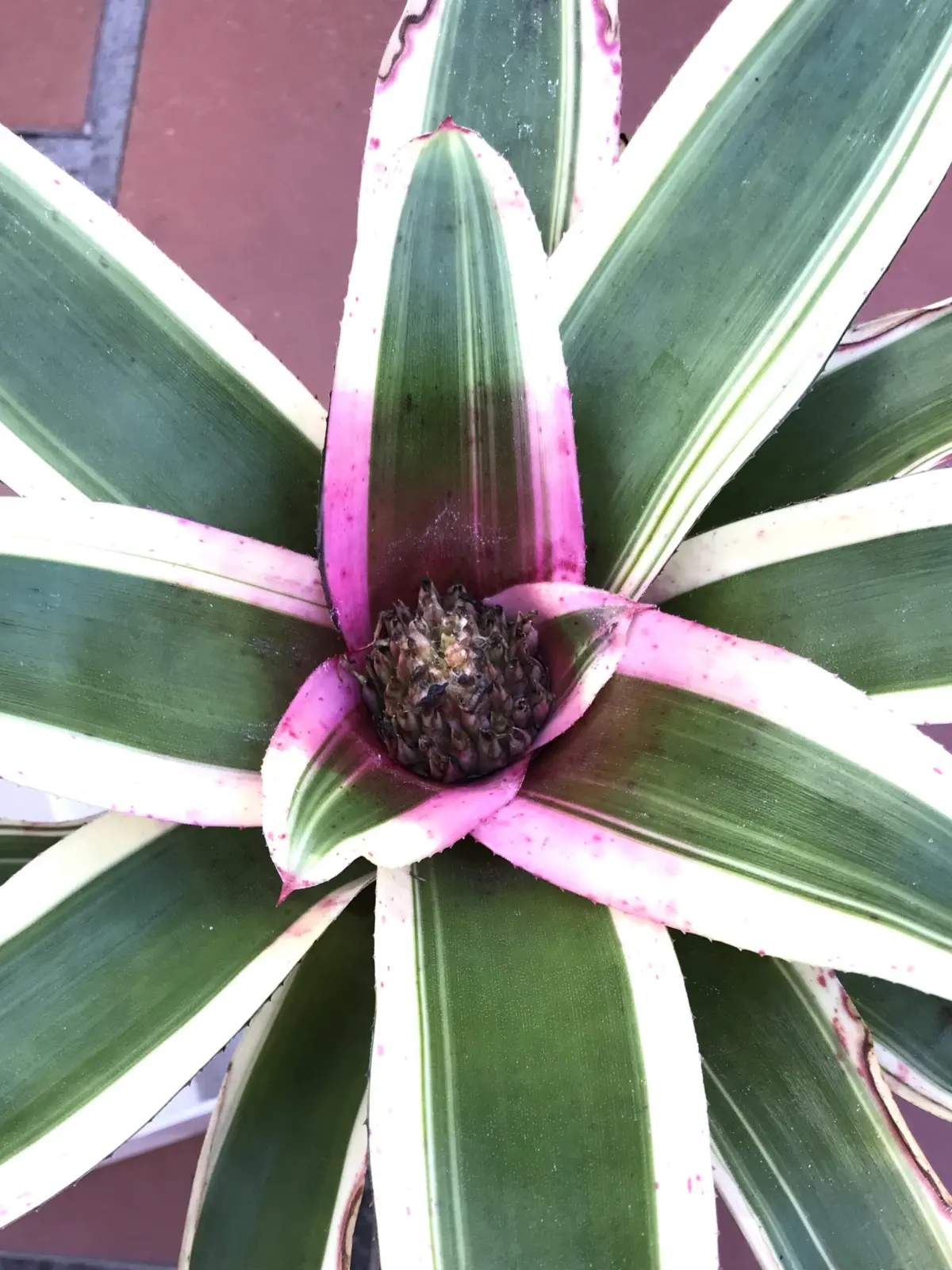 ネオレゲリア アラエア