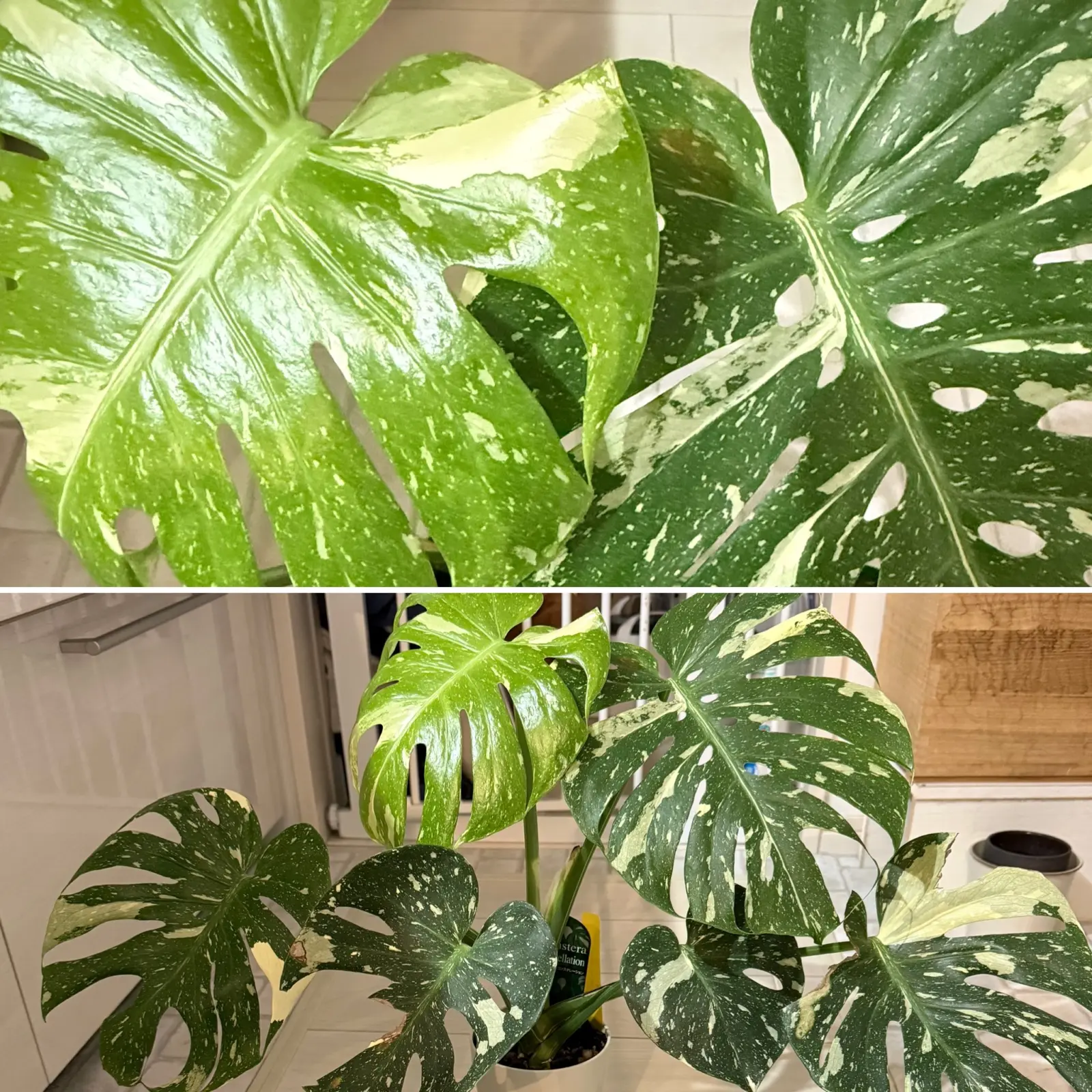 モンステラ　デリシオーサ　タイコンステレーション