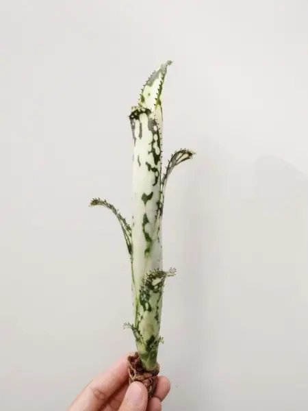 ビルベルギア ブラボー