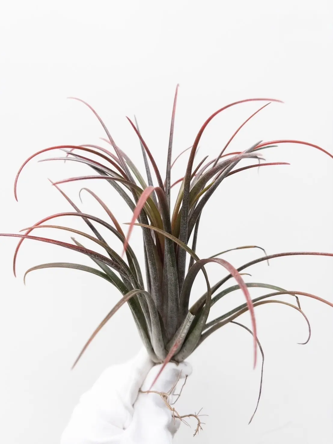 ティランジア カピタータドミンゲンシス×イオナンタ フエゴ