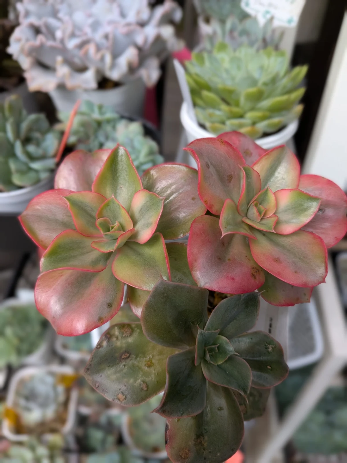 多肉植物 エケベリア 古琴錦