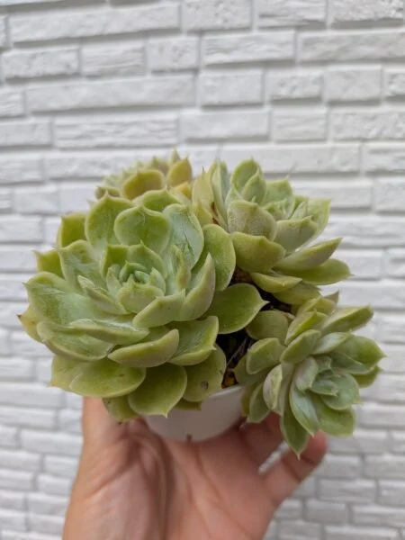 多肉植物　エケベリア　オウンスロウ
