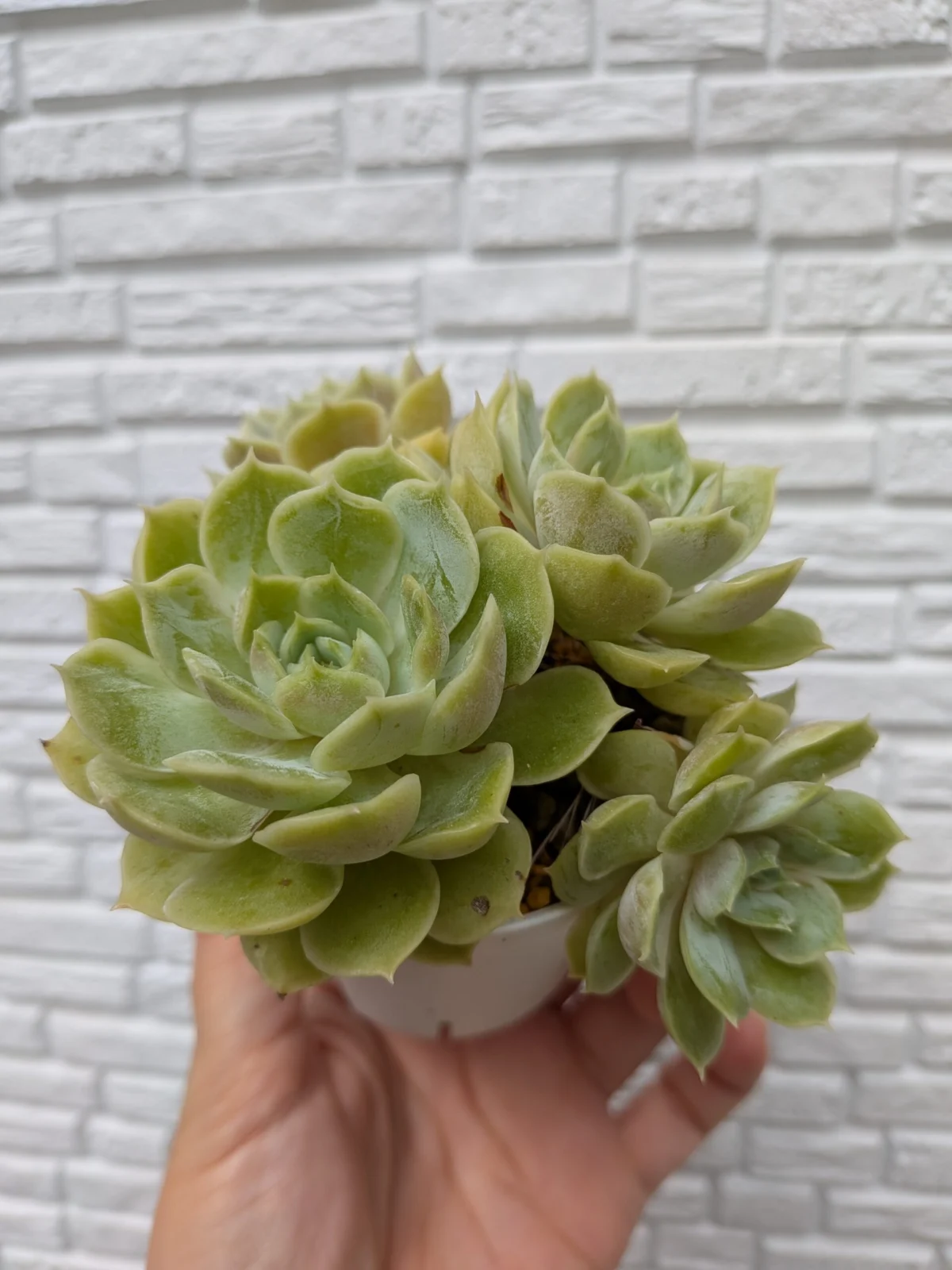 多肉植物 エケベリア オウンスロウ