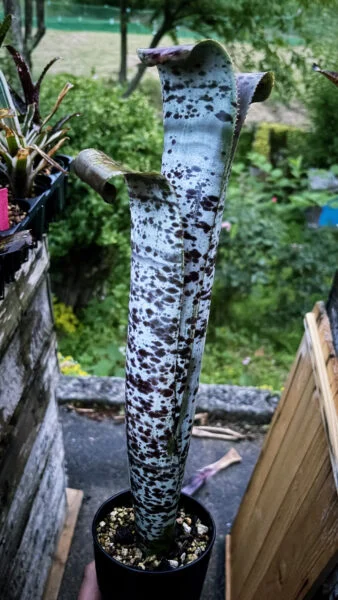 ケスネリア　マルモラータ　ティムプロウマン