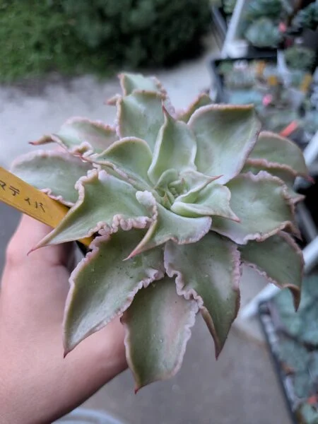 多肉植物　エケベリア　マディバ