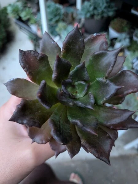 多肉植物　エケベリア　ブラックマディバ