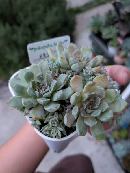多肉植物　エケベリア　メキシコミニマ