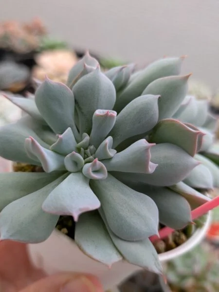 多肉植物　エケベリア　トランペットピンキー