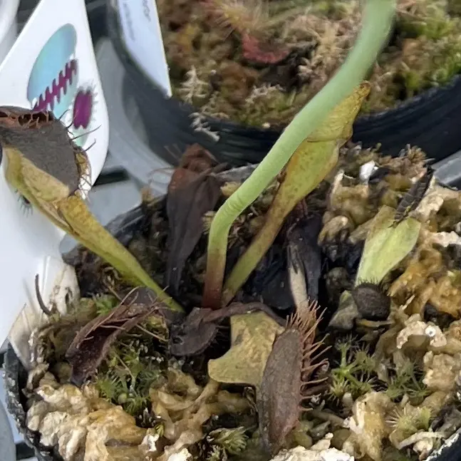 食虫植物　ハエトリグサ　ハエトリソウ　ディオネア