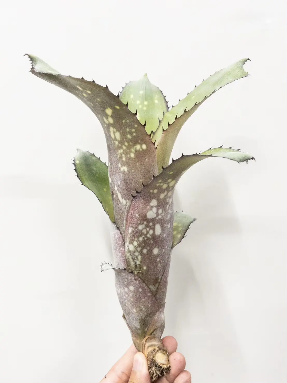 ビルベルギア アラカイ