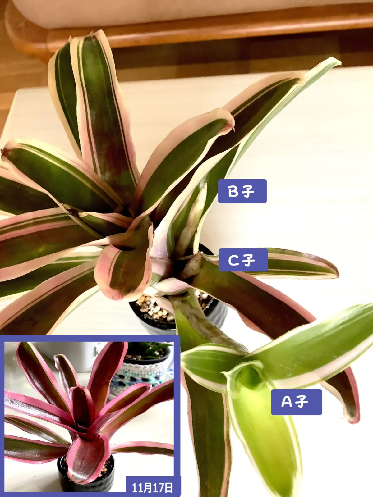 ネオレゲリア　ファイアーボール