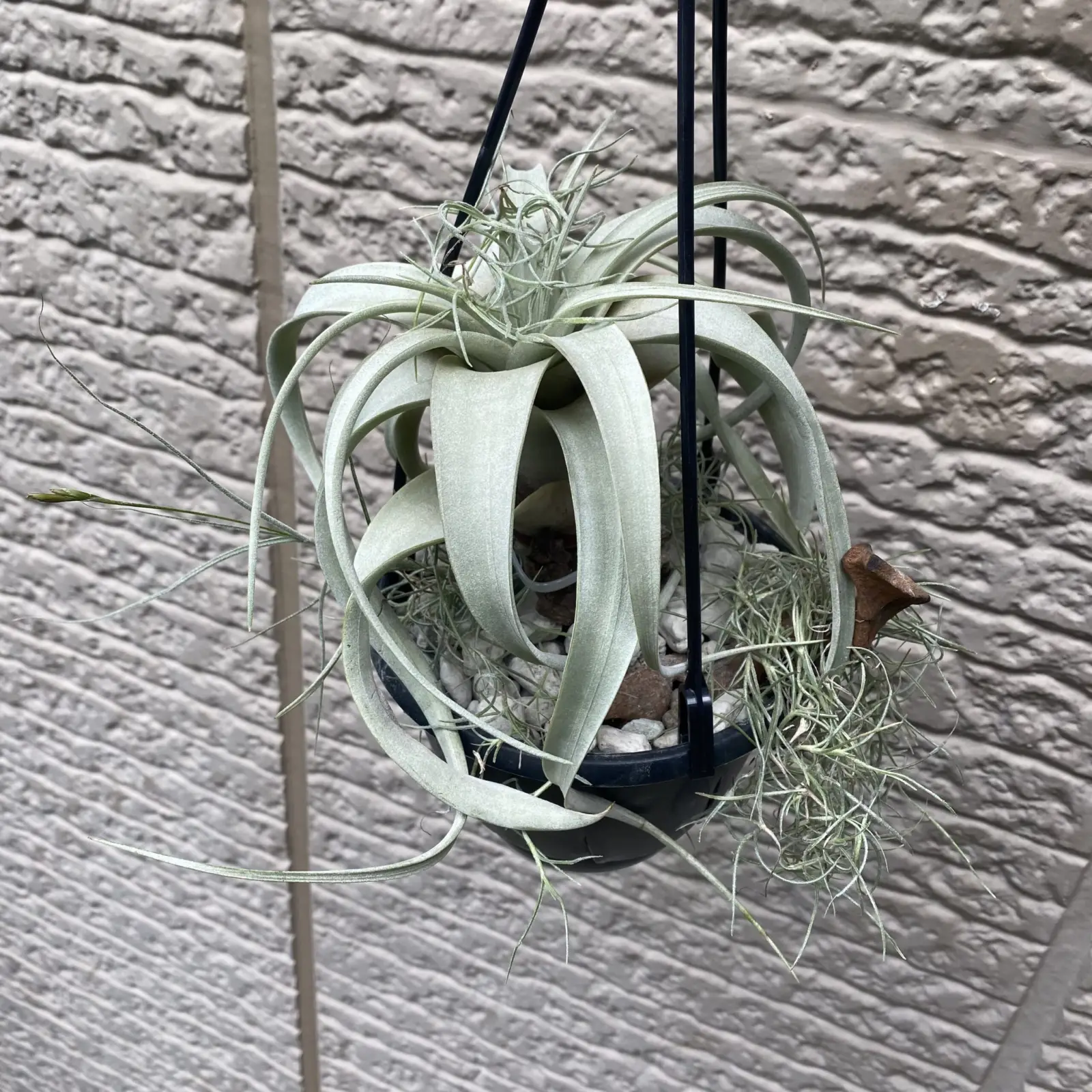 キセログラフィカ