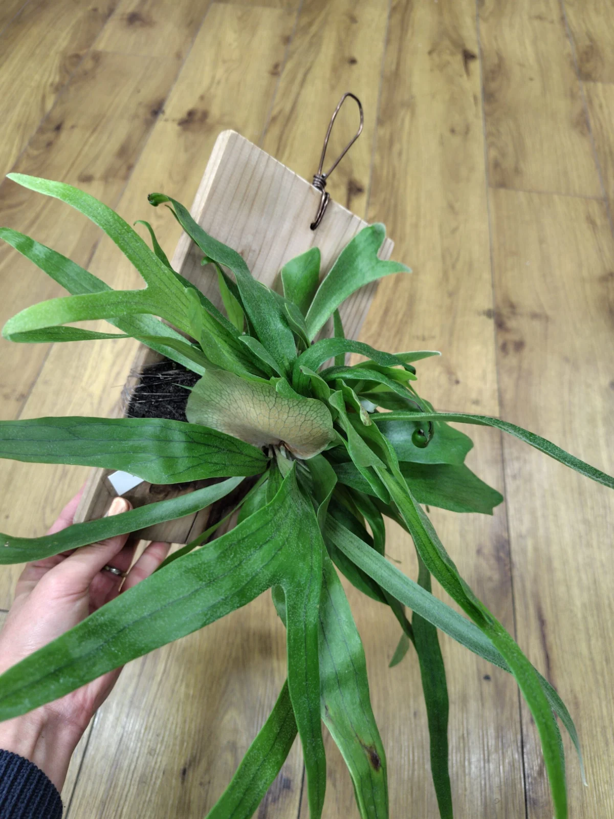 ビカクシダ コモチ