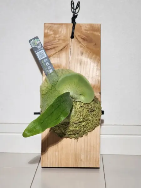 ビカクシダ 札落ち