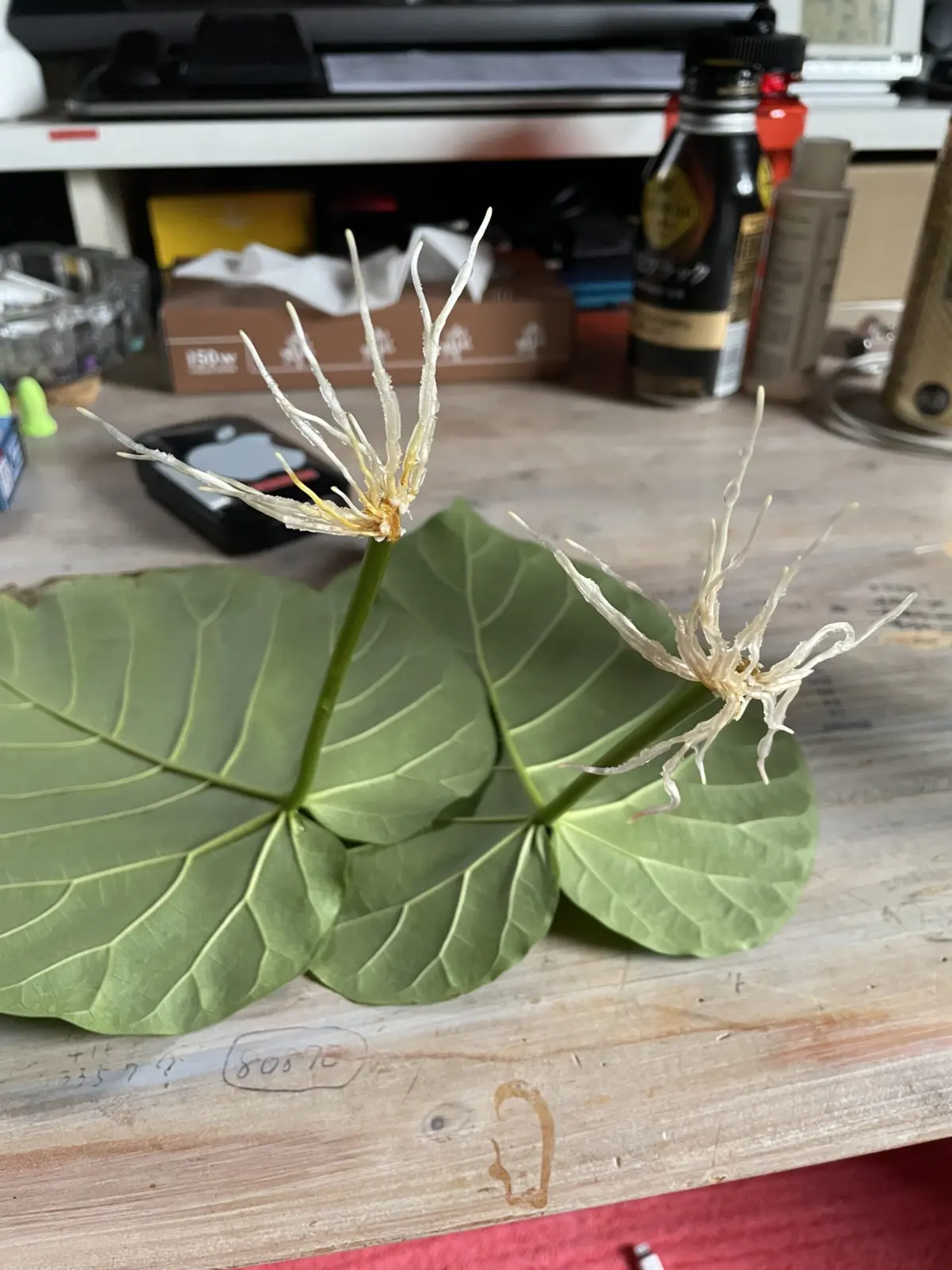 フィカス/ウンベラータ