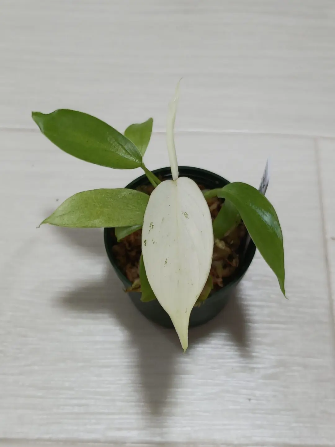 フィロデンドロン　スノードリフト