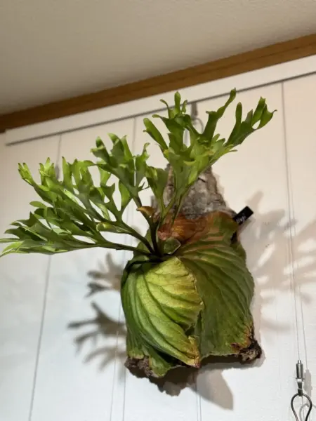 ビカクシダ リドレイ