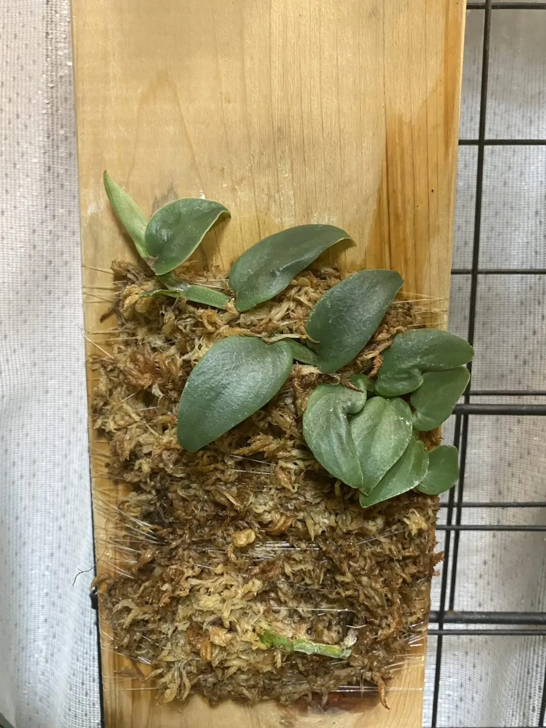 ラフィドフォラ　SP シルバーリーフ