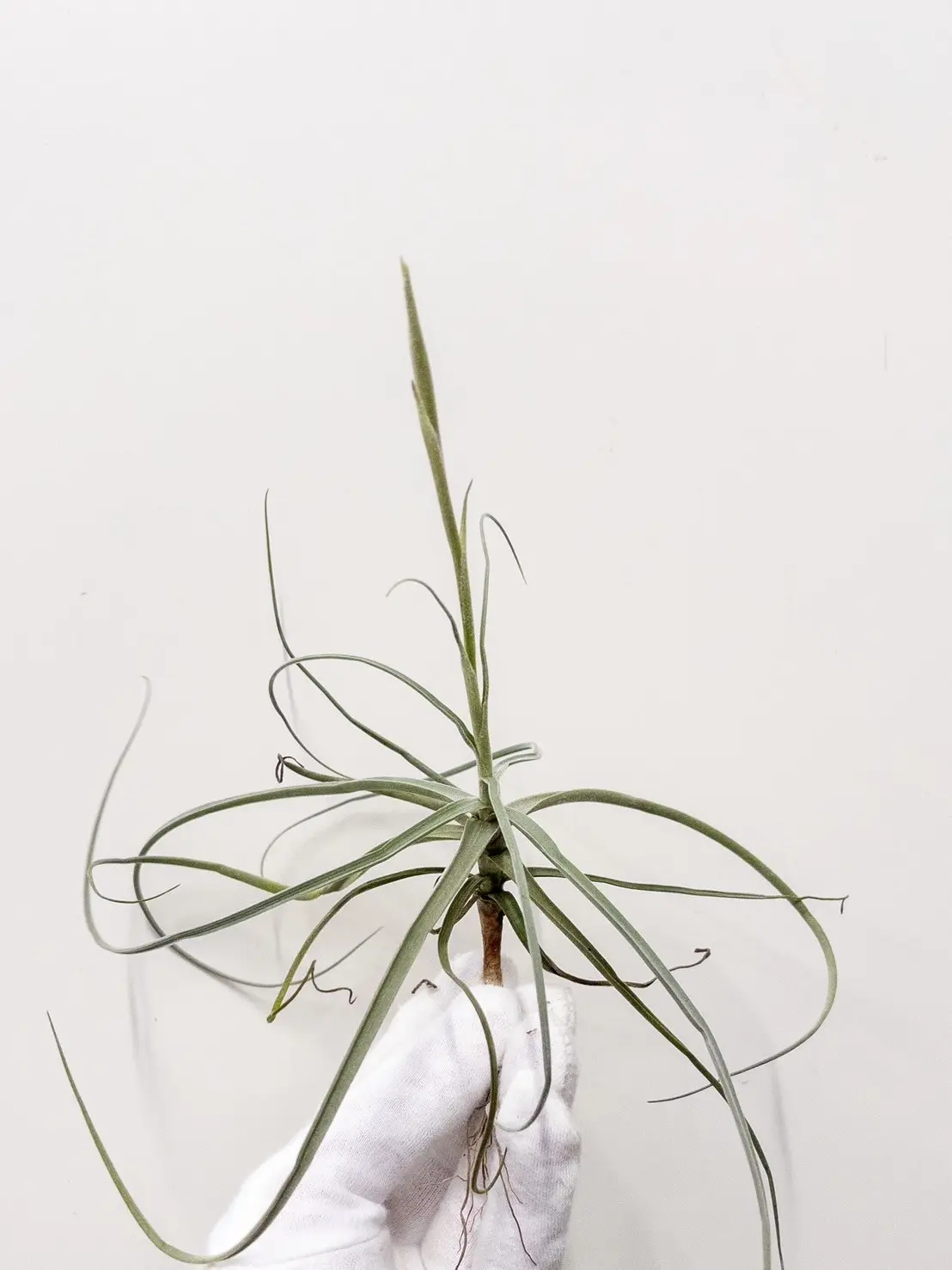 ティランジア ストレプトカルパ