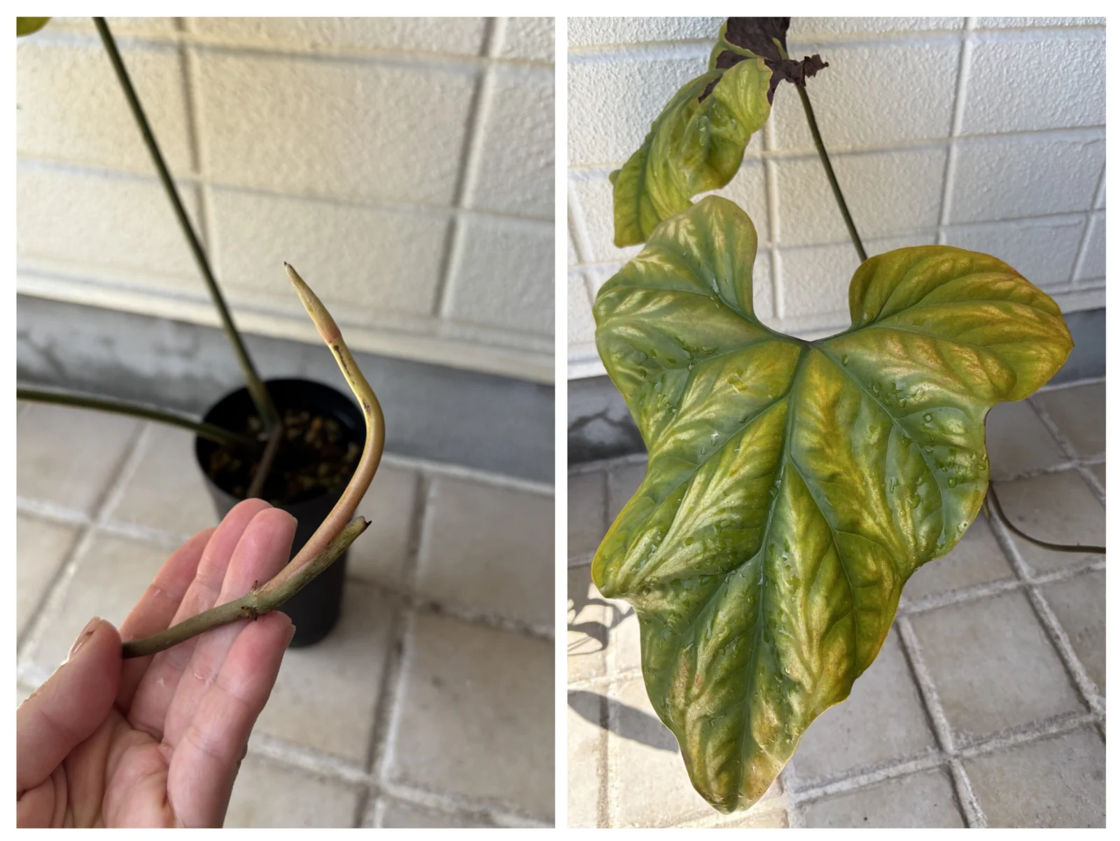 セルセスティス ミラビリス