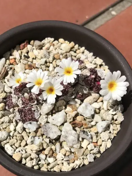 コノフィツム メイキンズ プラム　　多肉植物
