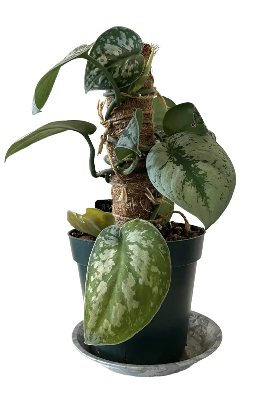 スキンダプサス