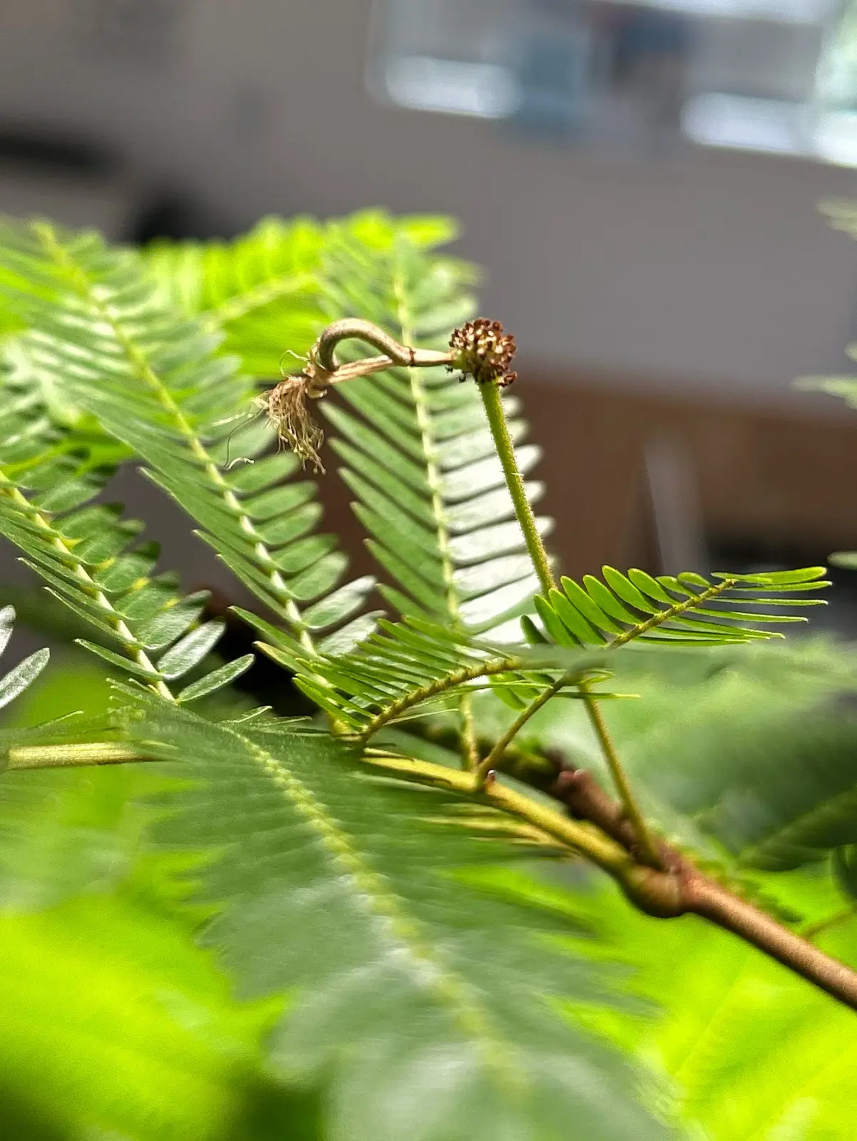 エバーフレッシュ