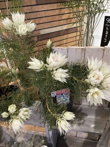 セルリア 花