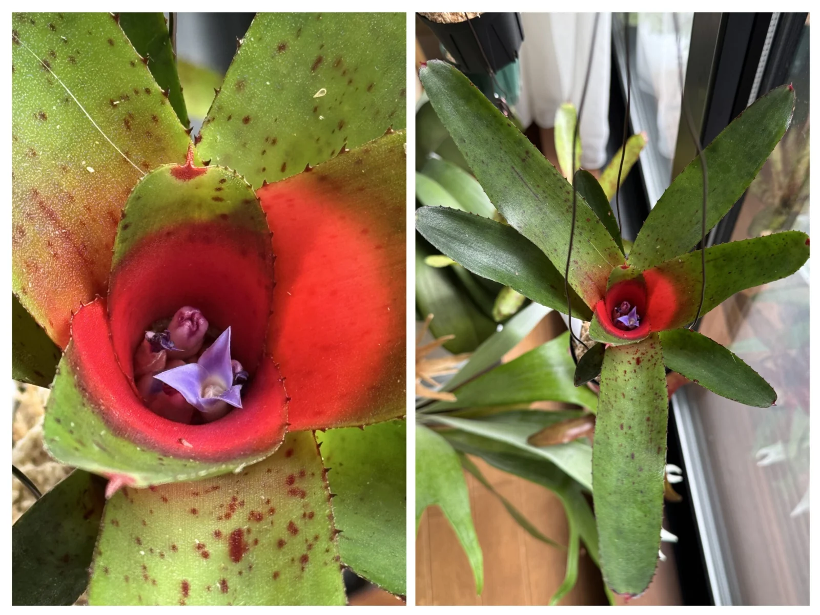 リーヒン リー・ヒン