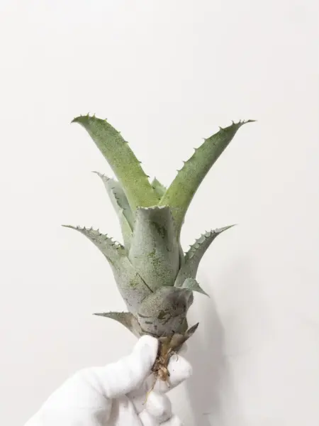 ホヘンベルギア レオポルドホルスティ