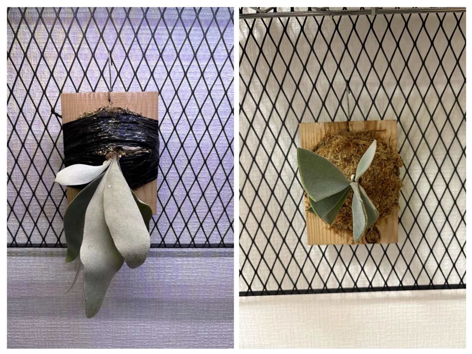 ビカクシダ エルサ 首折れ