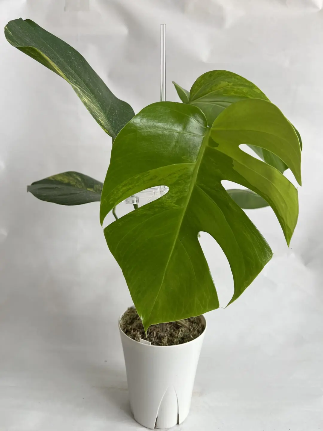 モンステラ　デリシオーサvar.ボルシギアナ　黄斑入り