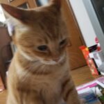 chatarouのアバター