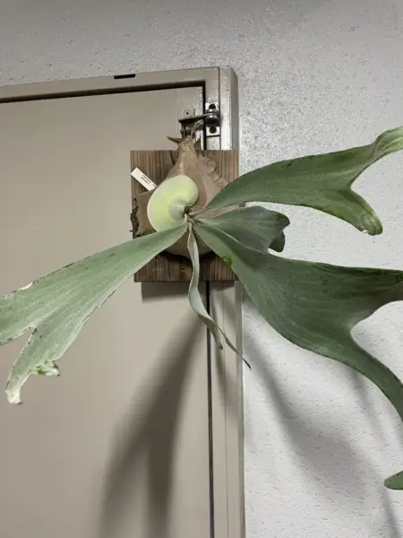 ビカクシダ　オモ