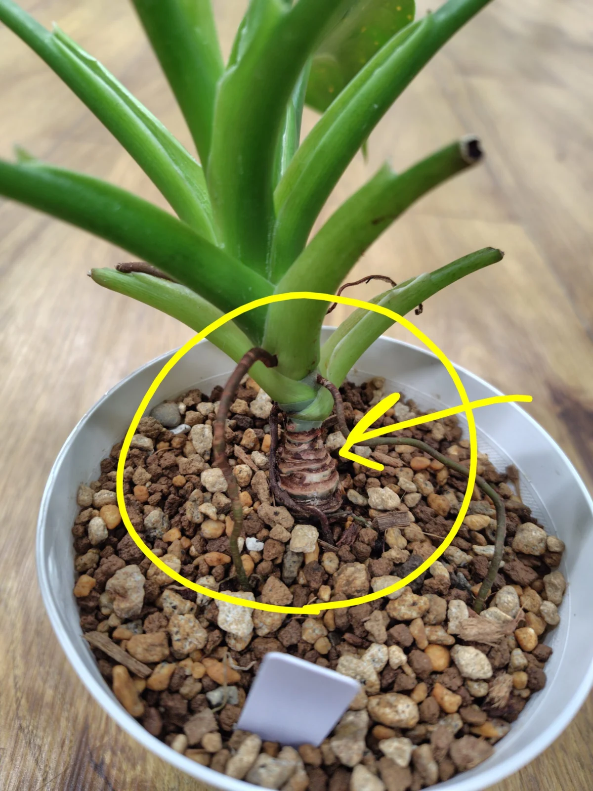 フィロデンドロン バーキン