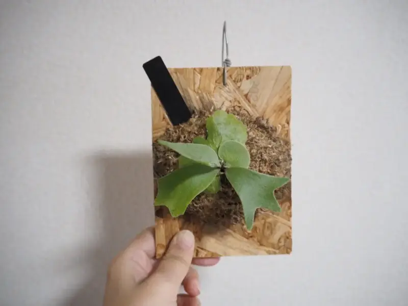 ビカクシダ　ぴょん吉