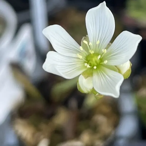 食虫植物　ハエトリグサ　花　ハエトリソウ　ディオネア　マスシプラ