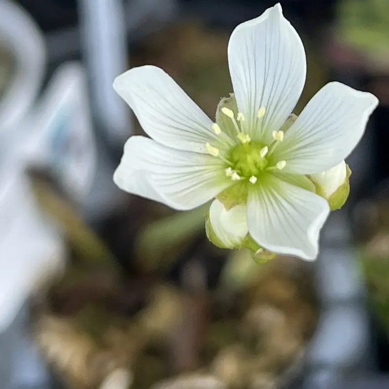 食虫植物　ハエトリグサ　花　ハエトリソウ　ディオネア