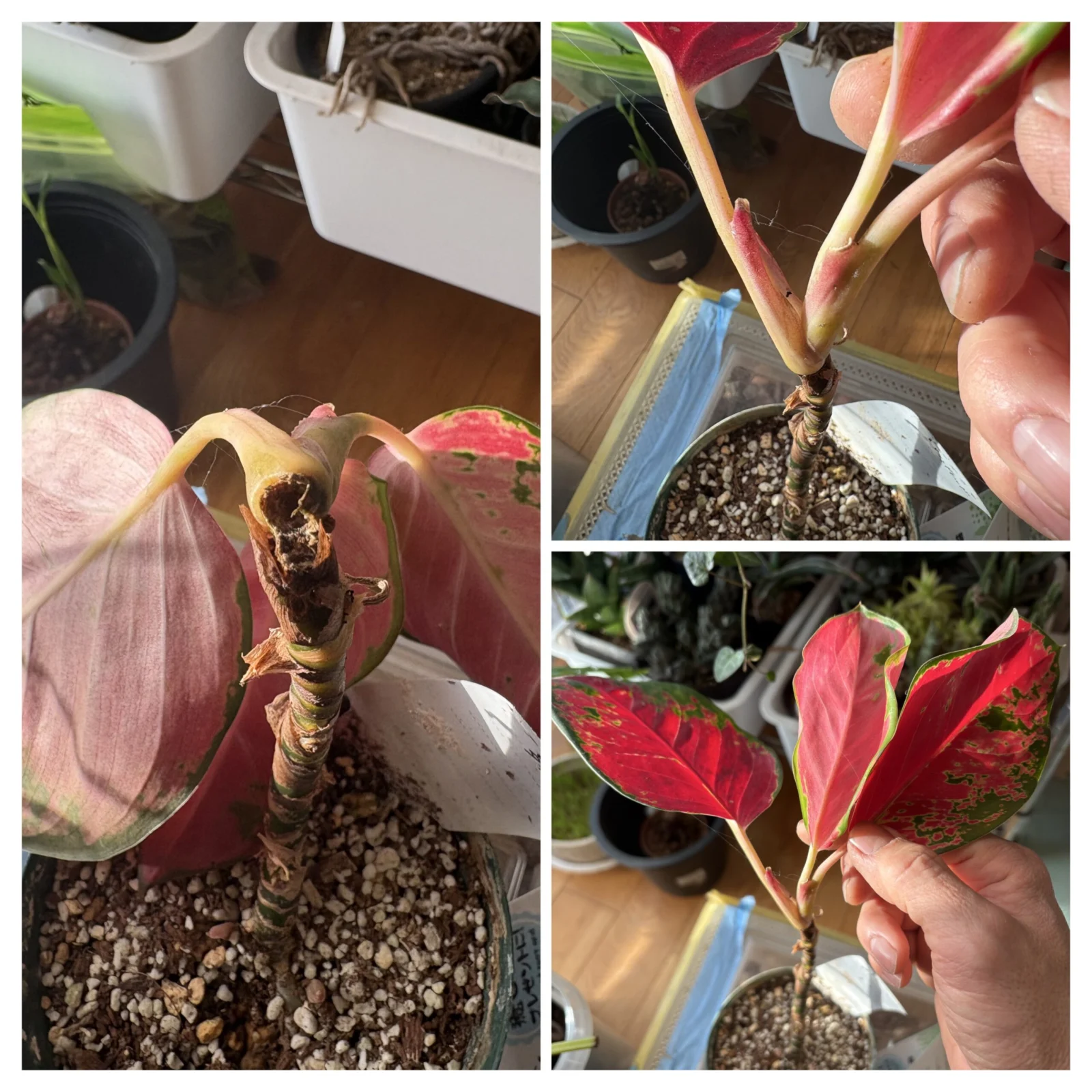 アグラオネマ　タイランドレッド　腐り、折れ