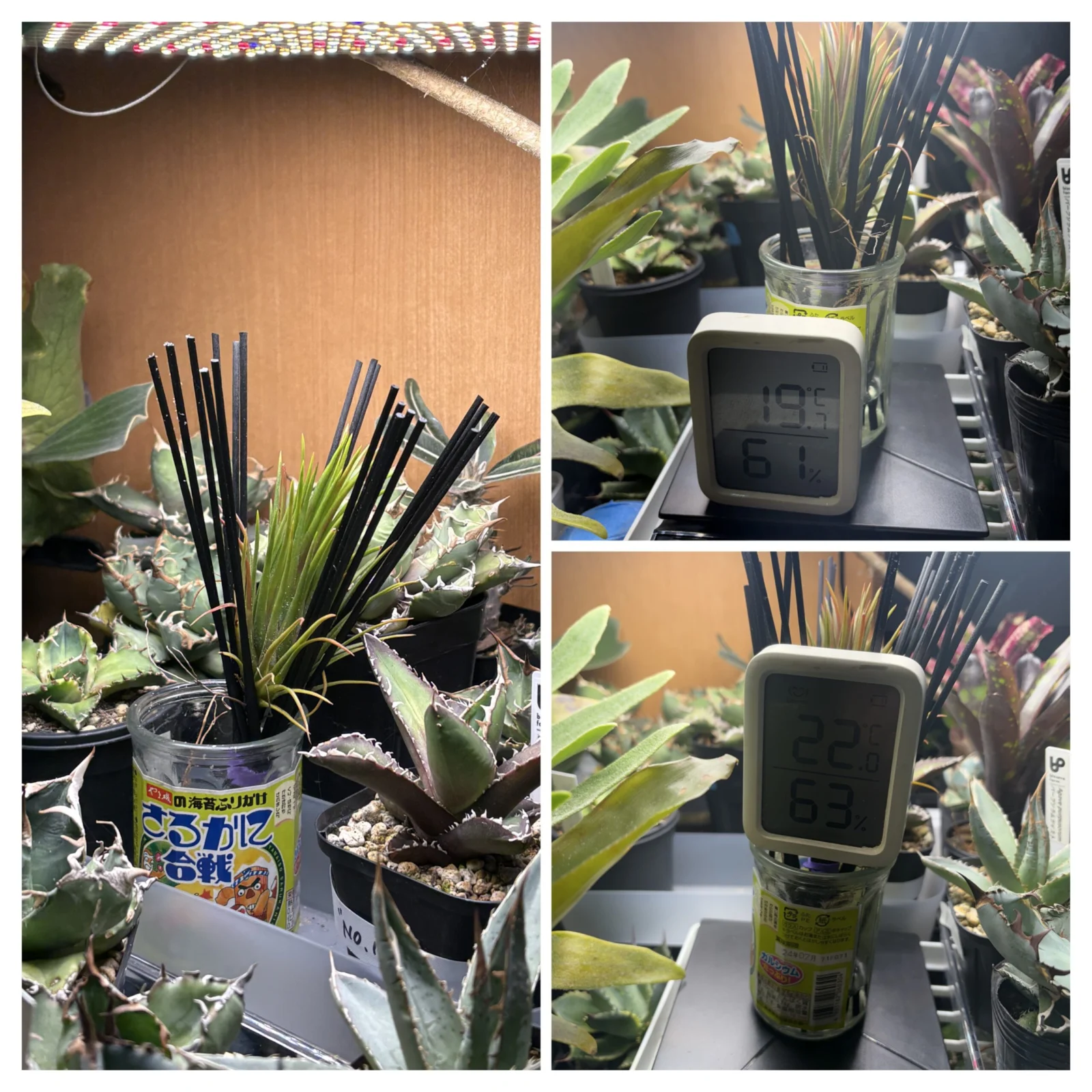 ティランジア　イオナンタ　フエゴ　キクエ　