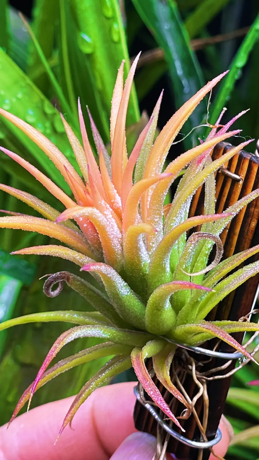 ティランジア　イオナンタ　ソル